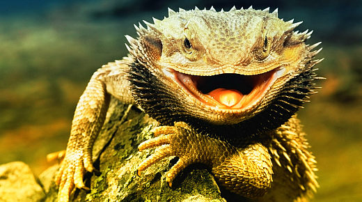 Lizard Squad Bir Fire Daha Verdi